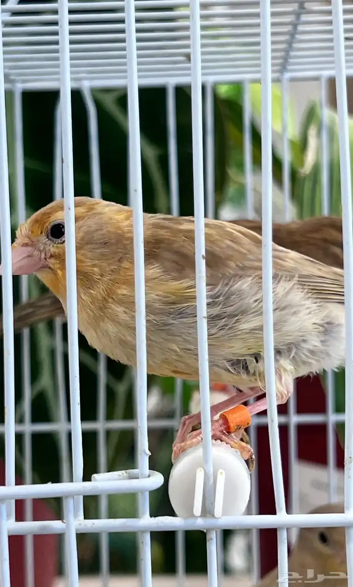 4 فروخ كناري ( تم البيع ) 14