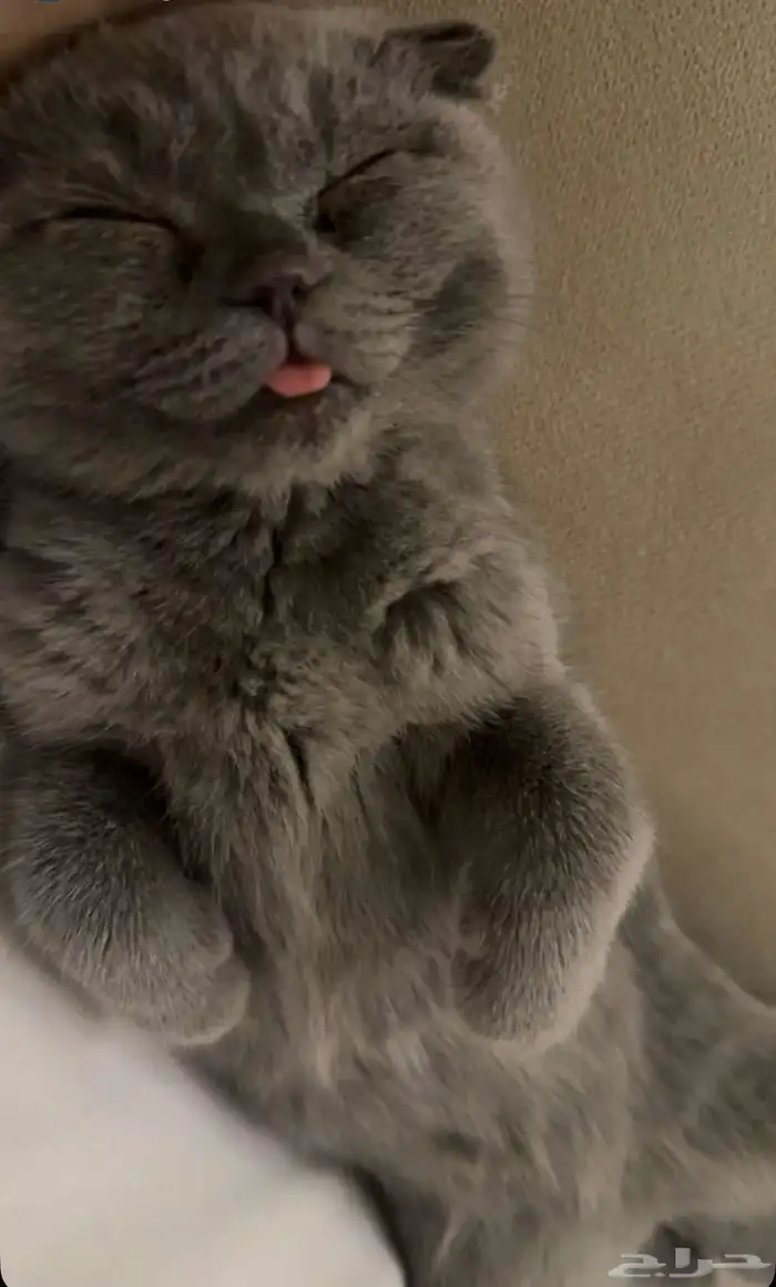 قطه 4 اشهر سكوتش فولد 500 3