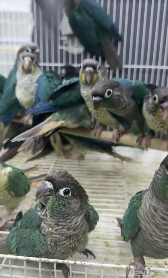 فروخ كونيور بلو شيك 0