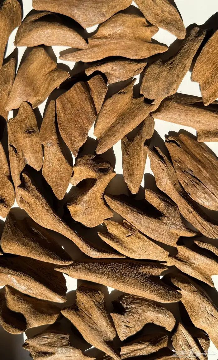 عود مروكي محسن كسر كبيره 0