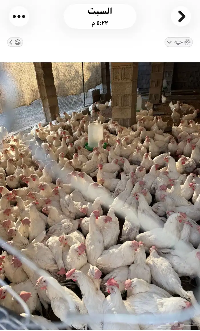 دجاج طربوش للبيع 1