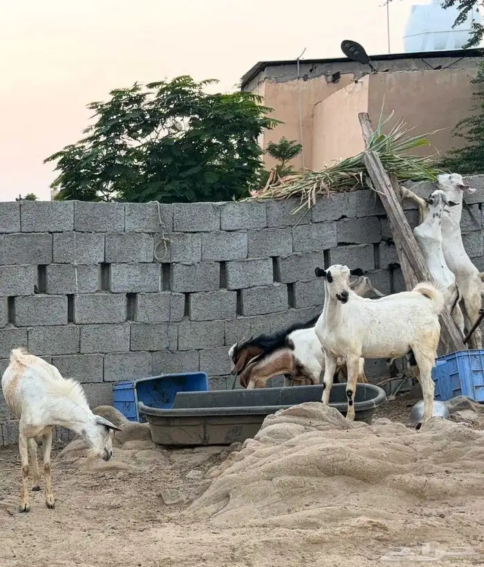 تيوس بلدي ببيع العدد 10 التواصل 2