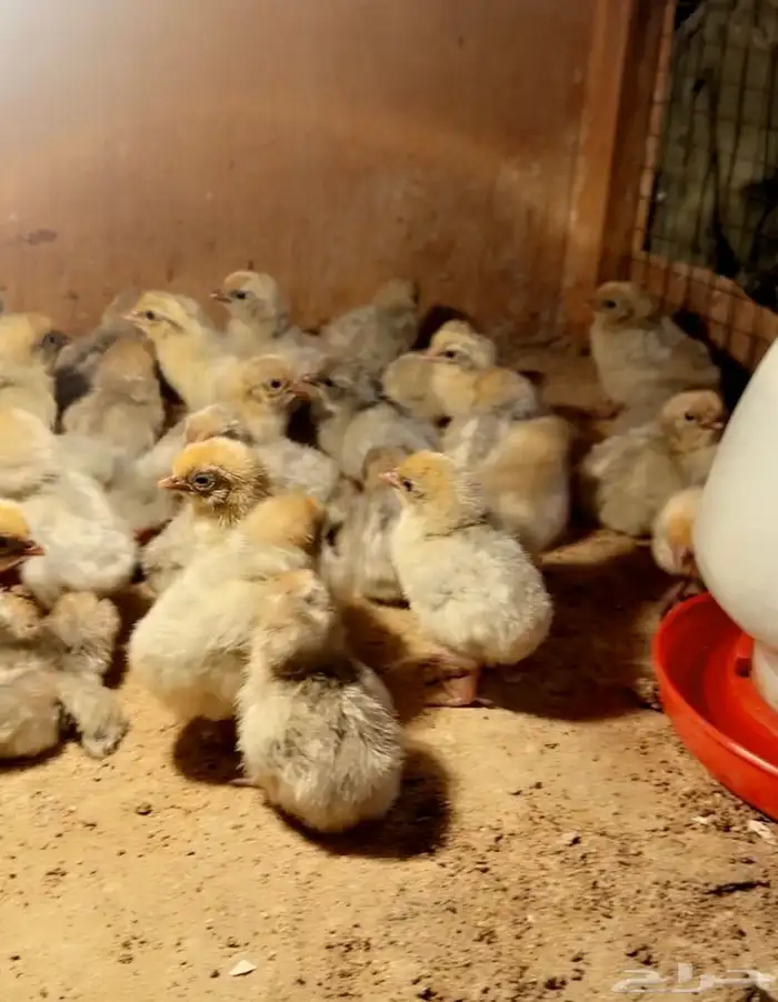 صوص فيومي قولد سلاله نقيه وحجام كبيره 0