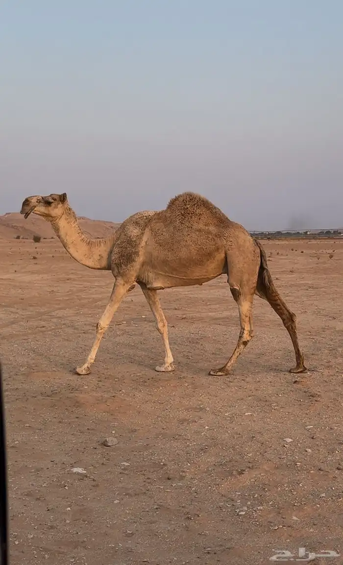 للبيع ناقة شقحاء شاق مميت ومسوح 0