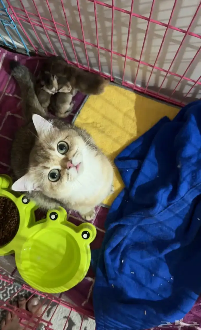 قطة اسكوتش استريت مسجلة 0