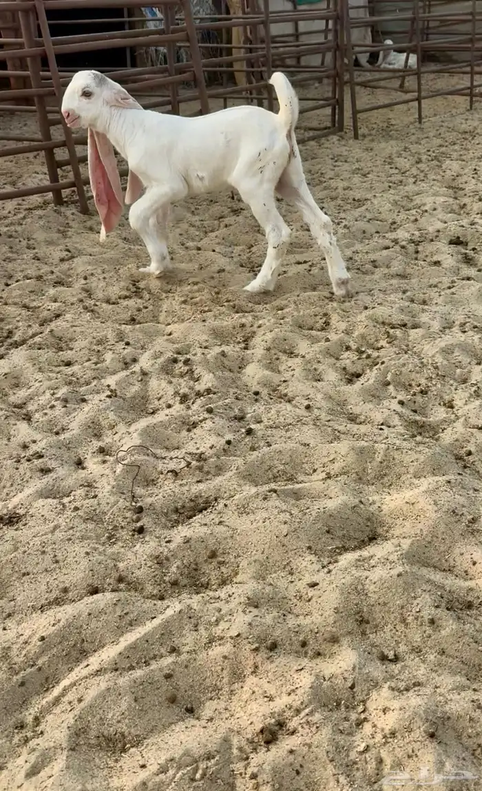 جفرر خصمم مشروع فحل 0