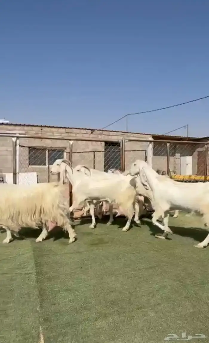 معزاء مطورات ومصريات متاوويم 1