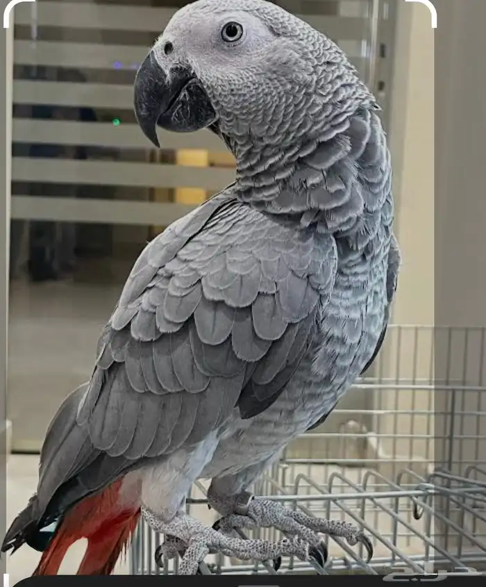 فندقة راحتك للعنايه بالطيور على اكمل وجه 8