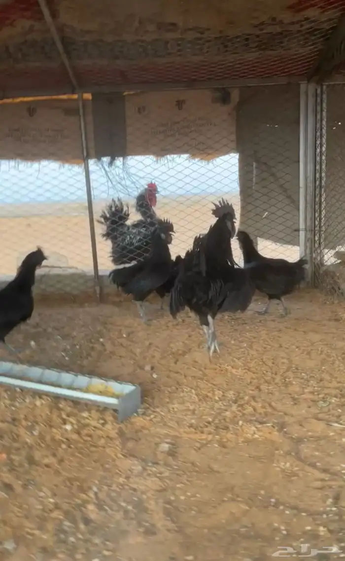 دجاج اندنوسي لمبرقيني بياضض شرط 1