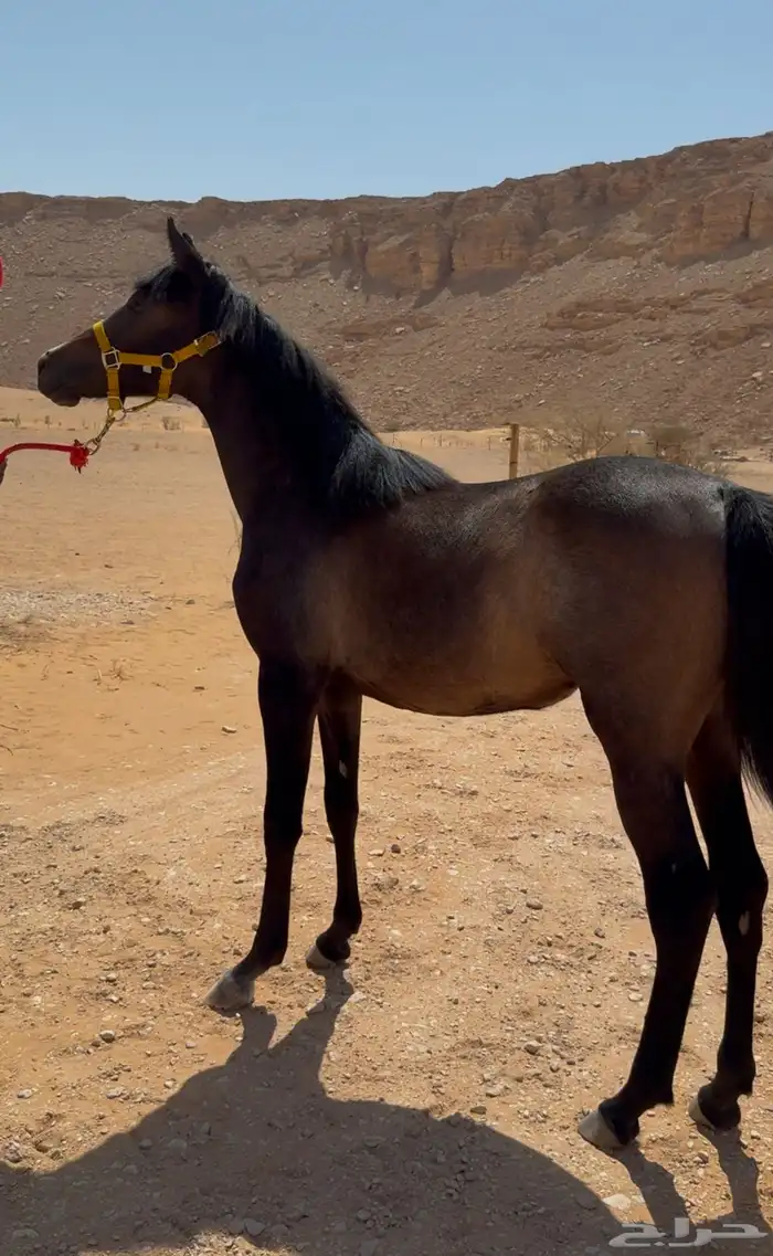 مهره شعبيه 0