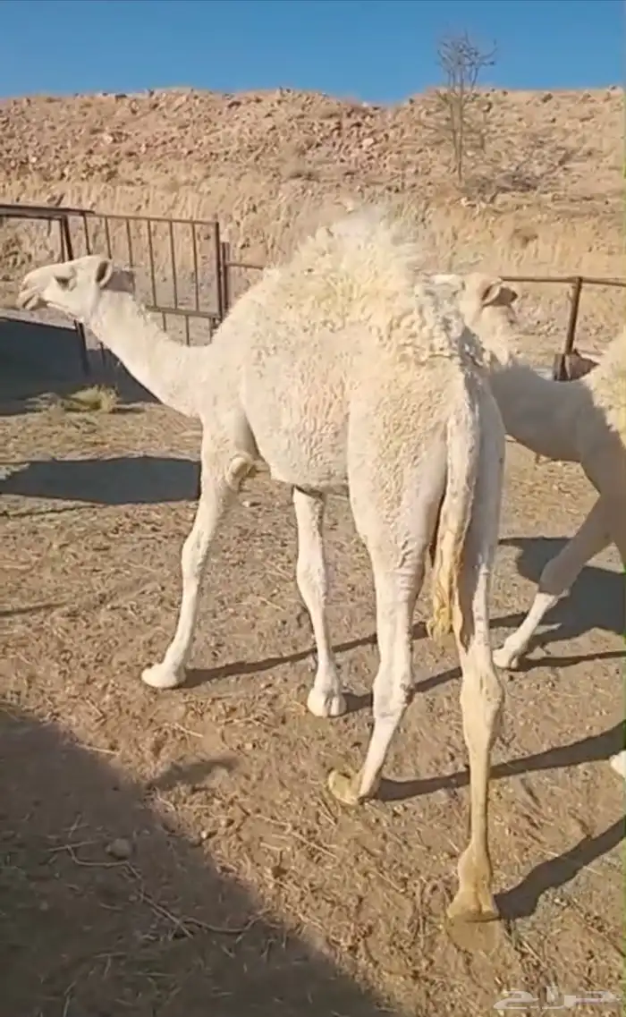 قعودين مبادي ومناسبات 1