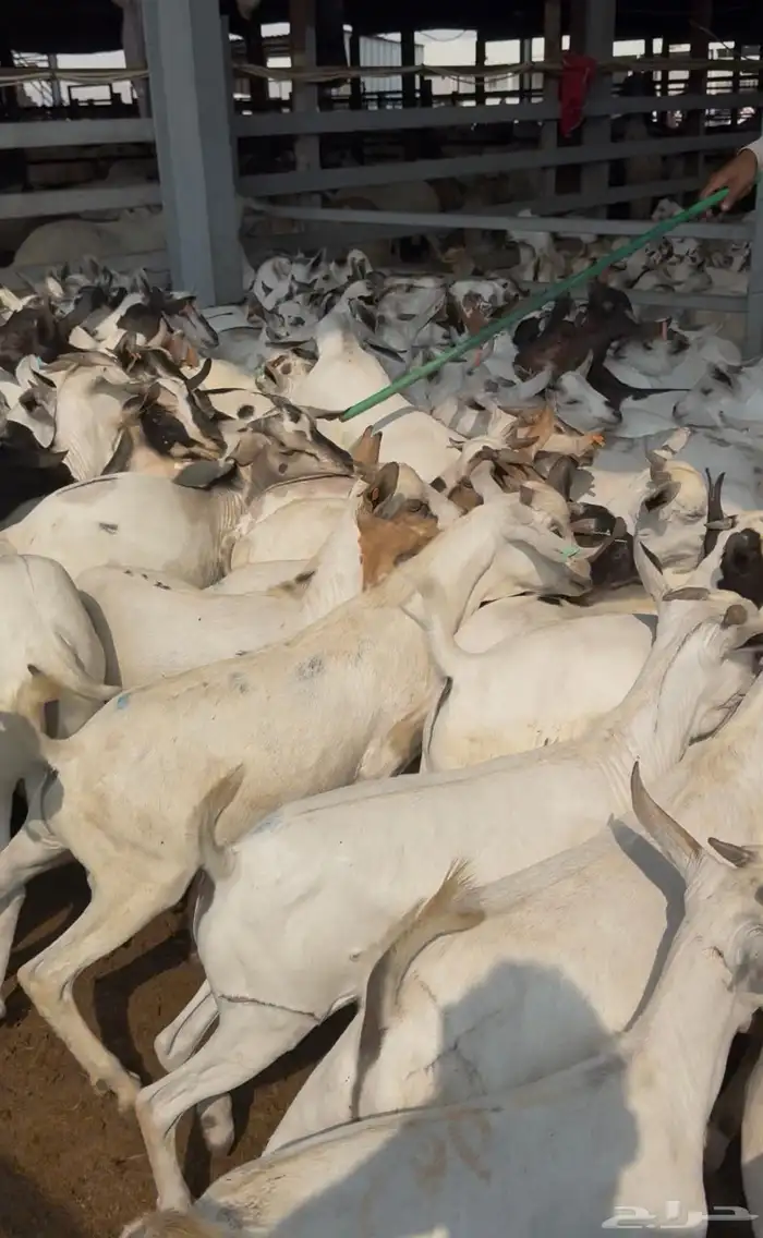 تيوس مستورد ابها طريق الملك 3