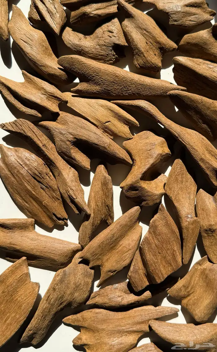 عود مروكي محسن كسر كبيره 1