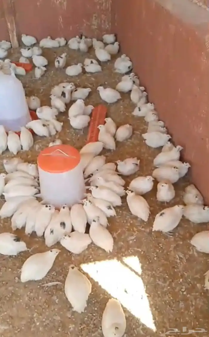 بيض سمان تكساس مخصب 4