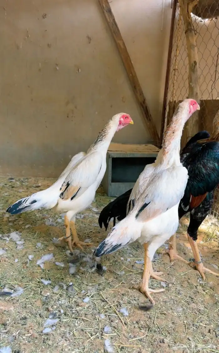 طقم شامو ياباني فاخر 1