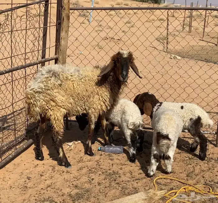 نعيميه معها 3 0