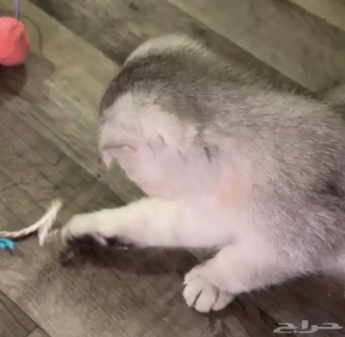 كيتن سكوتش فولد 6