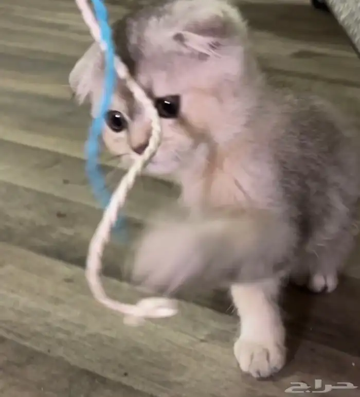 كيتن سكوتش فولد 3