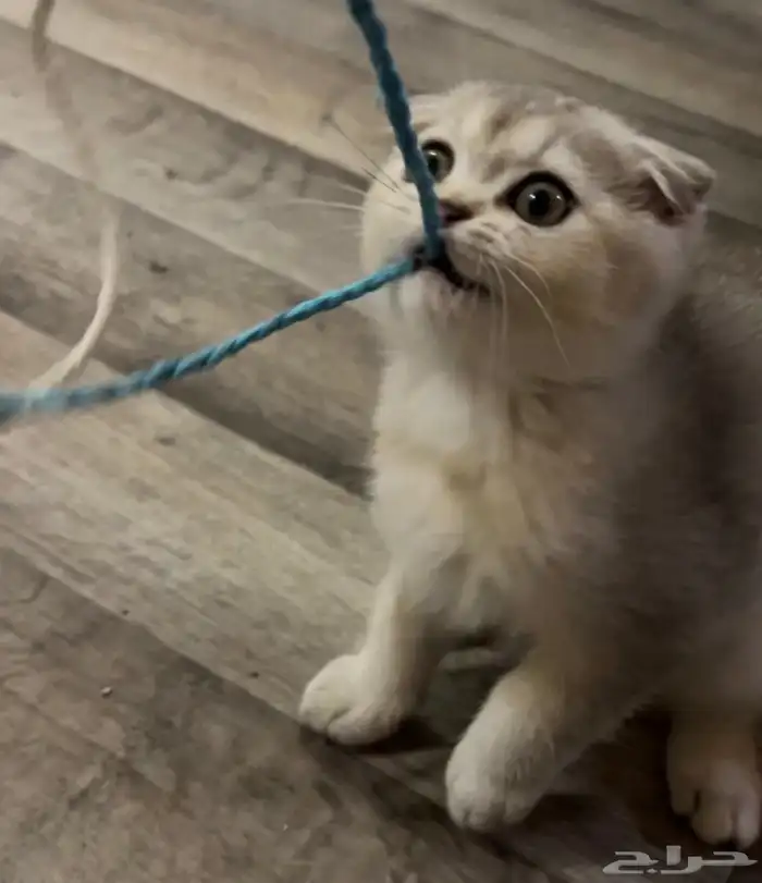 كيتن سكوتش فولد 2