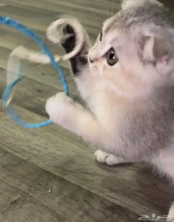 كيتن سكوتش فولد 4