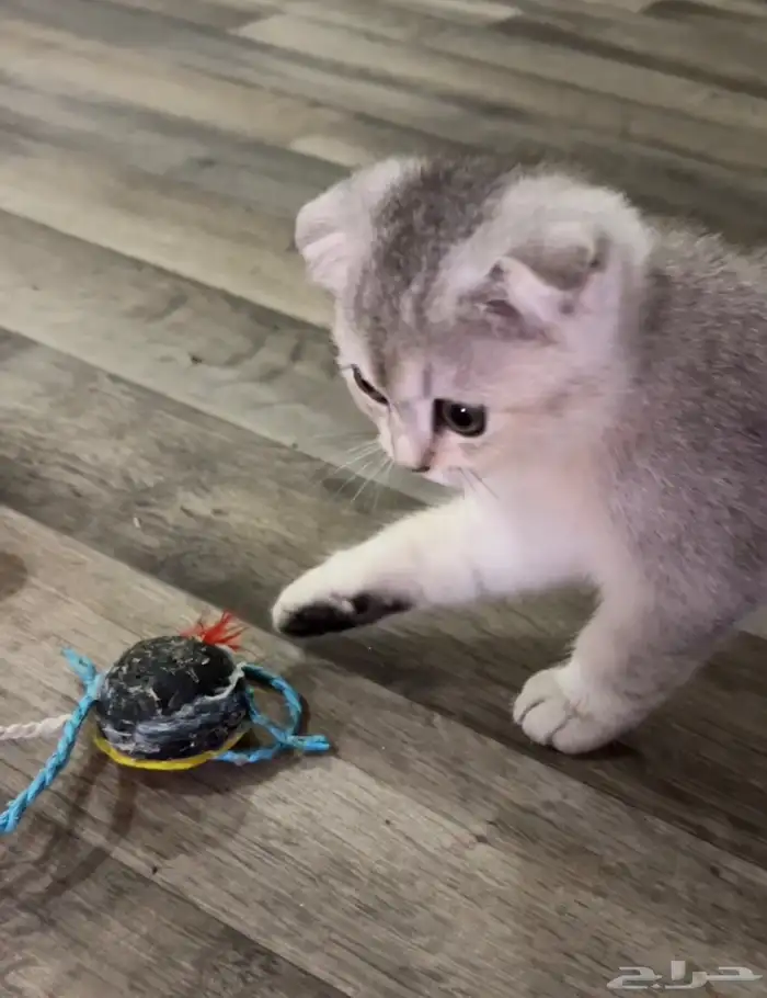 كيتن سكوتش فولد 0