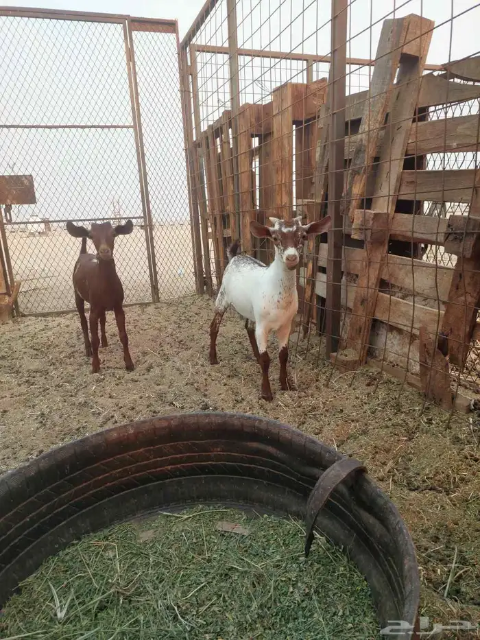 للبيع بهم محليات وبشيات العلف شعير وبرسيم 0