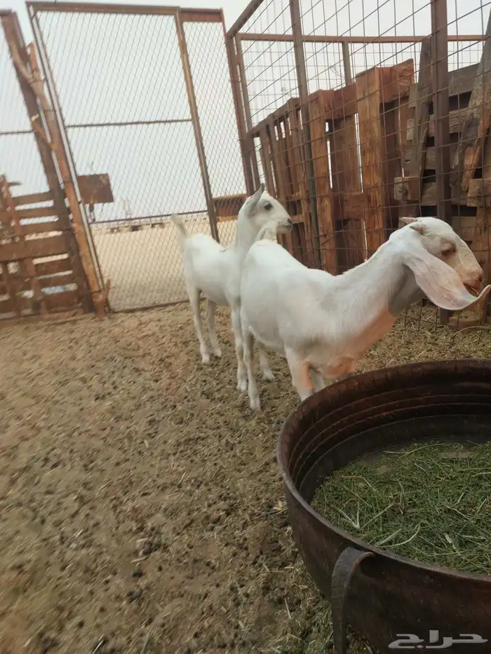 للبيع بهم محليات وبشيات العلف شعير وبرسيم 2