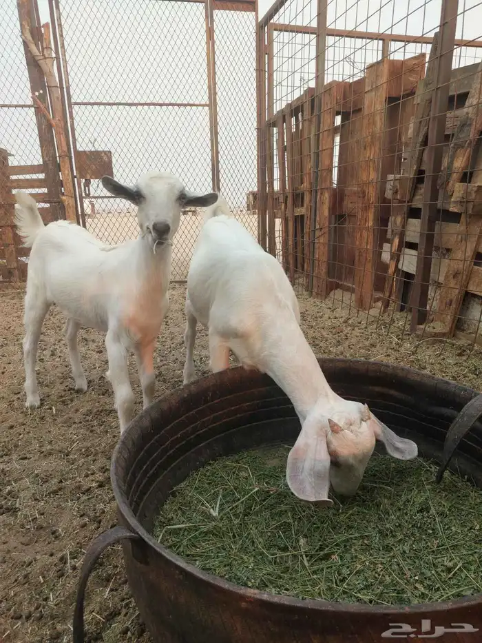 للبيع بهم محليات وبشيات العلف شعير وبرسيم 3