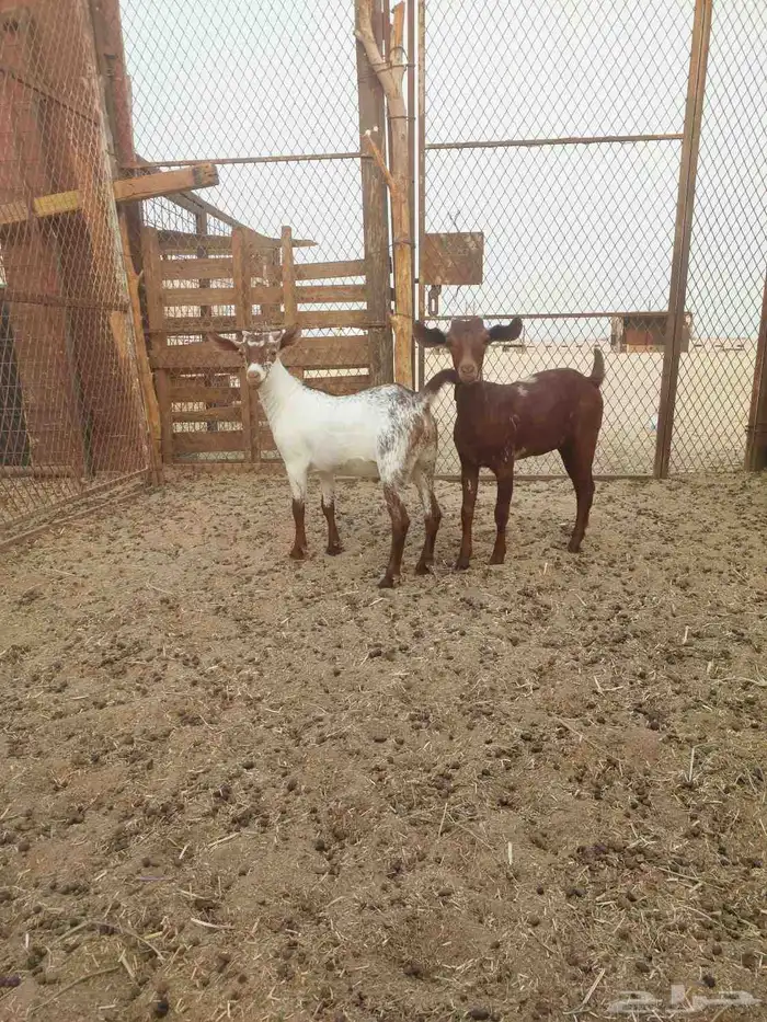 للبيع بهم محليات وبشيات العلف شعير وبرسيم 4