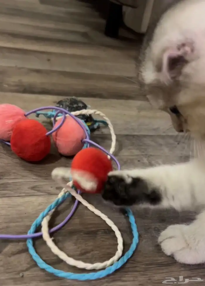 سكوتش فولد كيتن 5