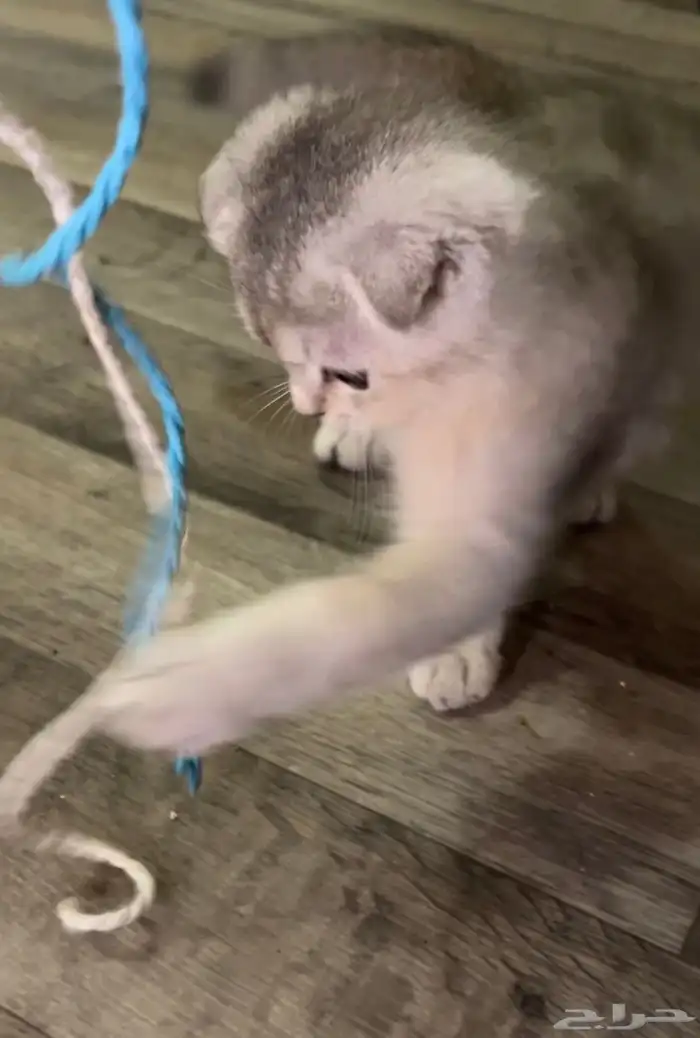 كيتن سكوتش فولد 5