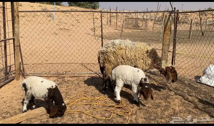 نعيميه معها 3 3