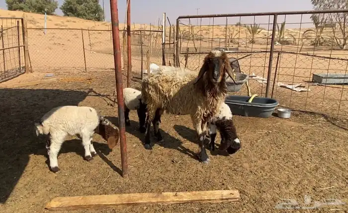 نعيميه معها 3 4