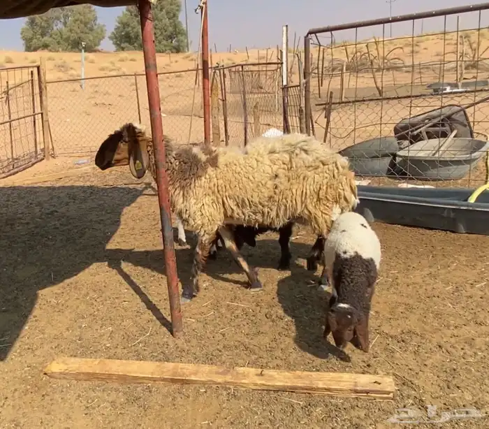 نعيميه معها 3 2