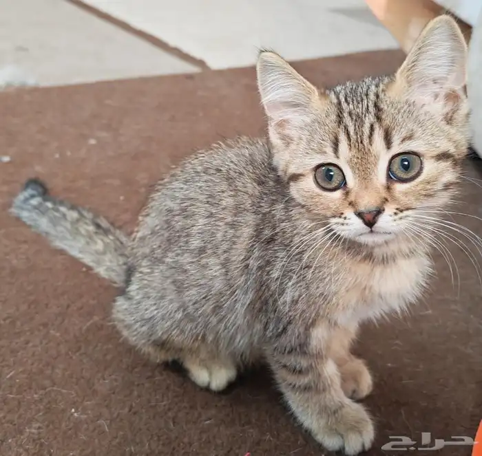 كيتن قط سكوتش ستريت تيجر للبيع 0