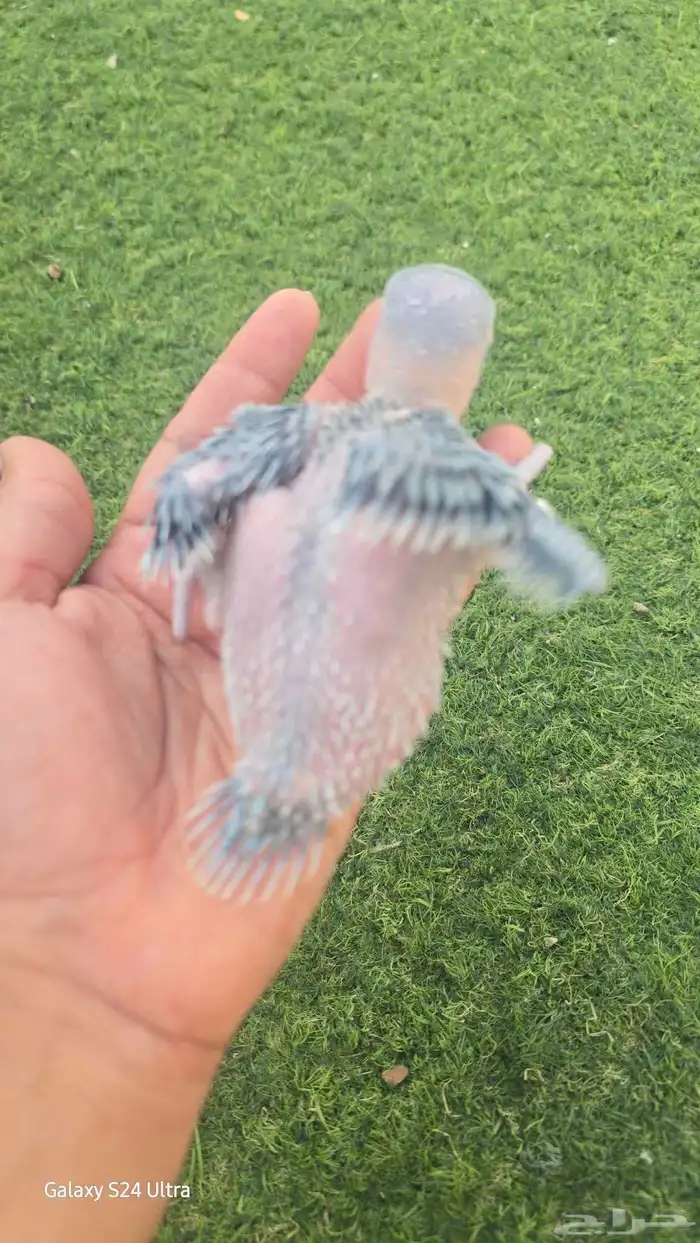 فروخ درة هولندي 2