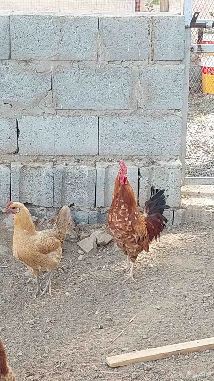 ديكين بلدي 1