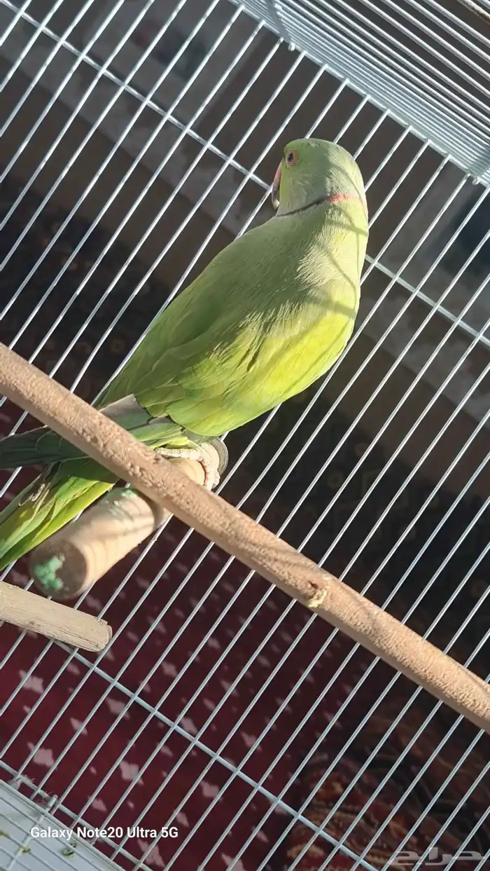 ببغاء درة ذكر انتاج 0