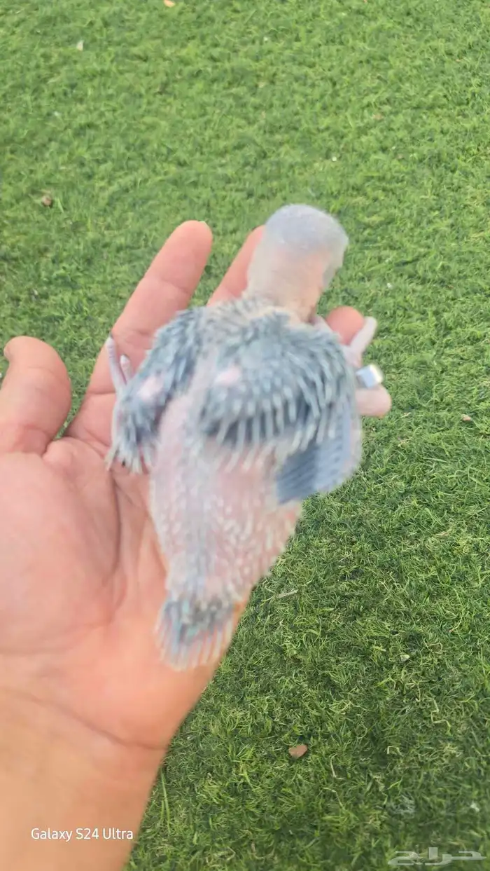 فروخ درة هولندي 1