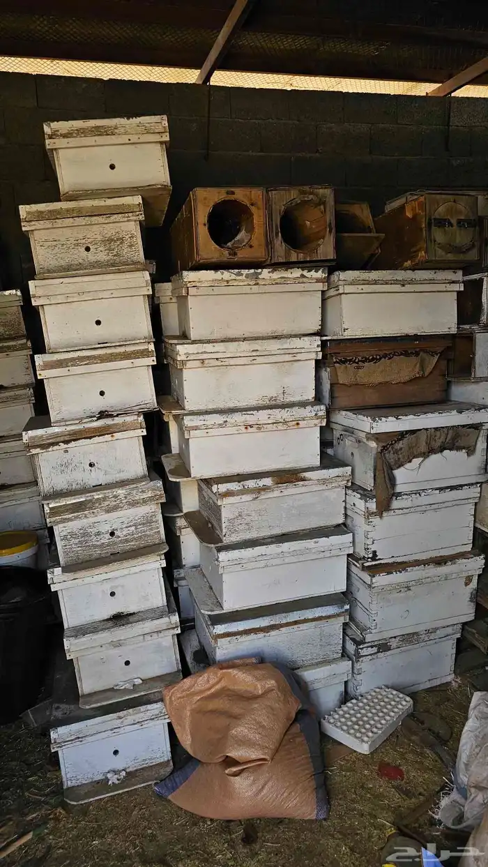 خلايا نحل افرنجي فاضيه 0