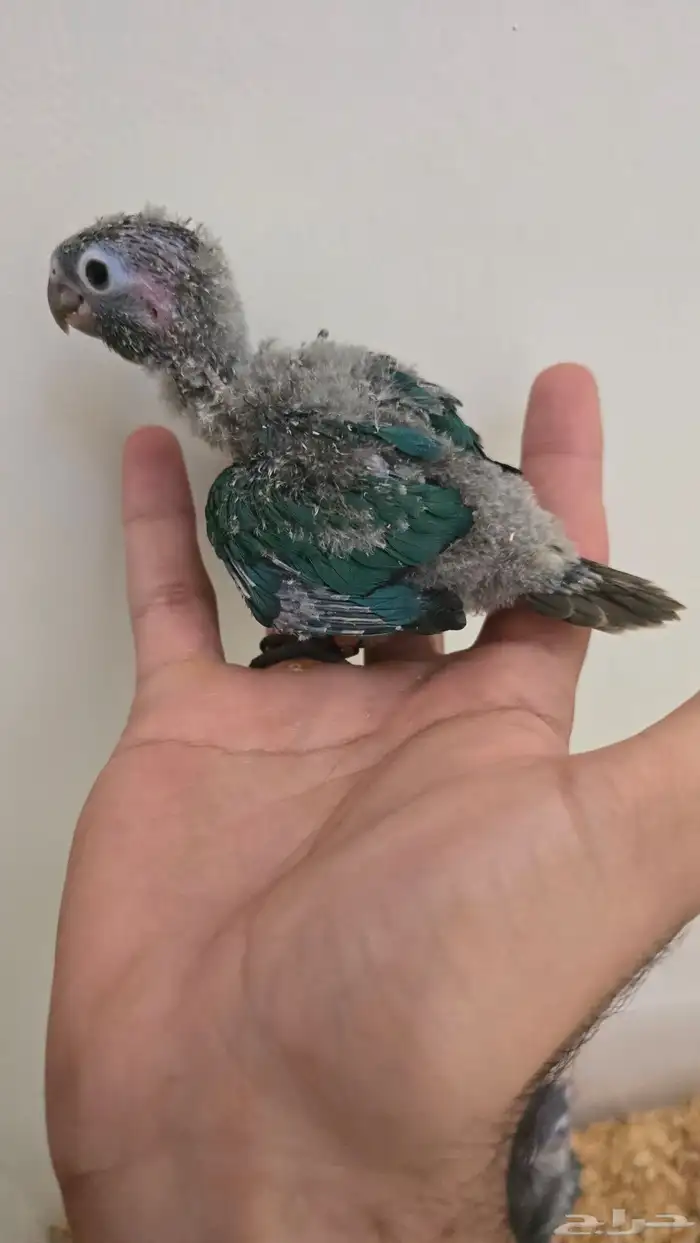 نفذت الكميه 2