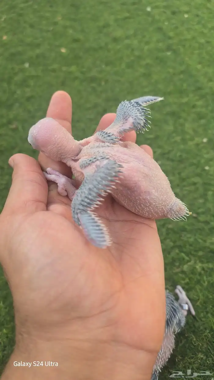 فروخ درة هولندي 3