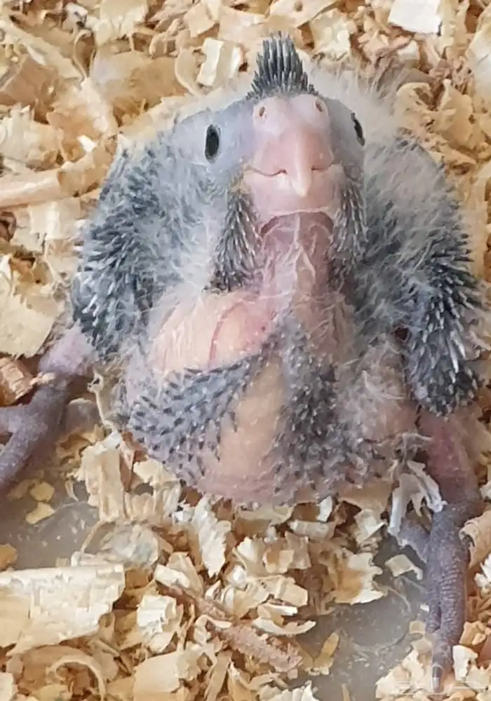 فرخ كروان محجل للبيع مع مرفقاته 1