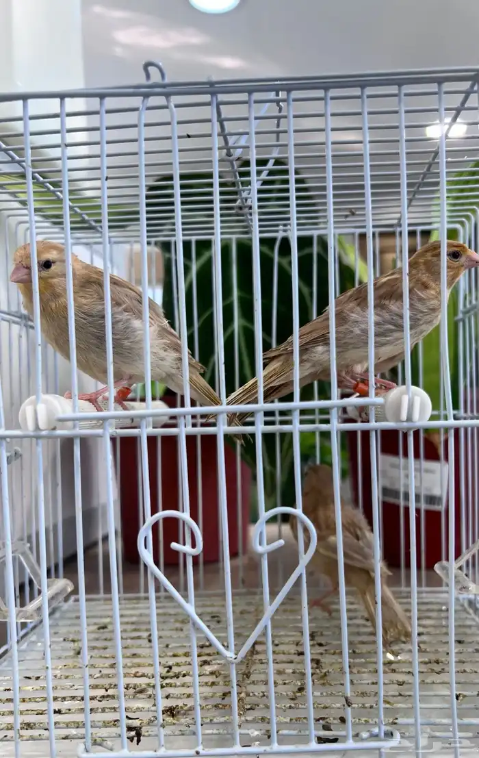 4 فروخ كناري ( تم البيع ) 27