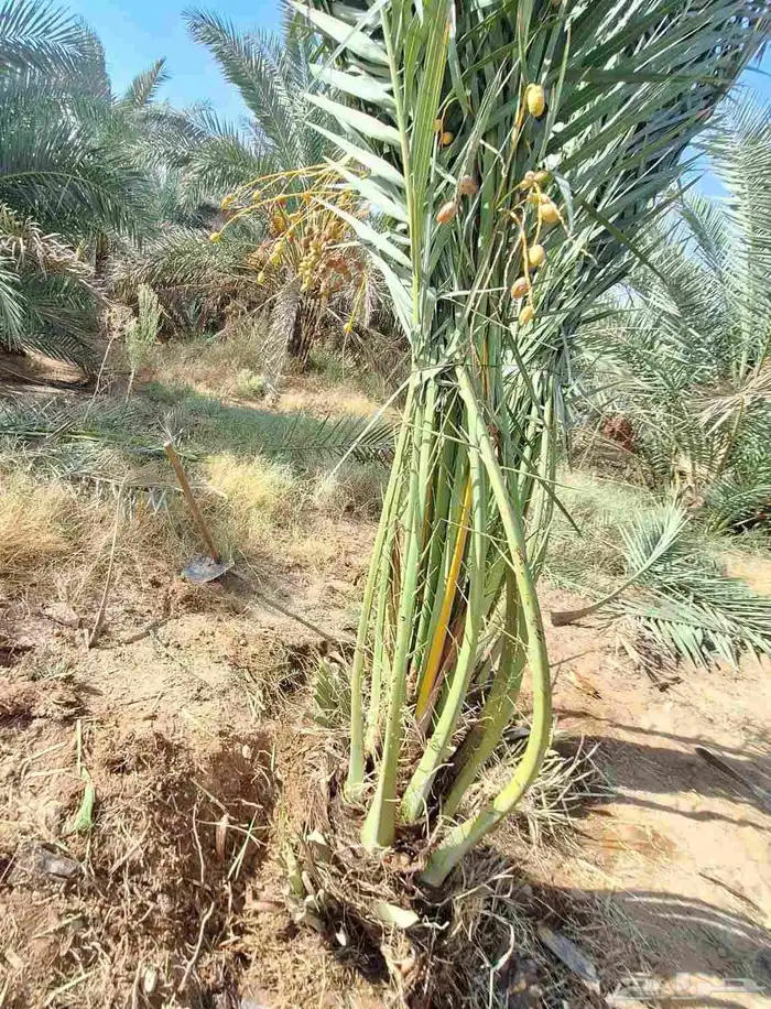 يوجد الدينا نخيل عربي البيع 0