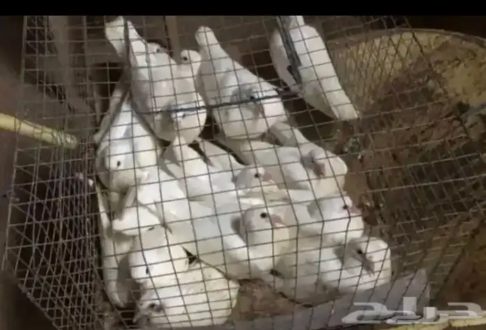 زغاليل حمام فرنسي جامبو 2