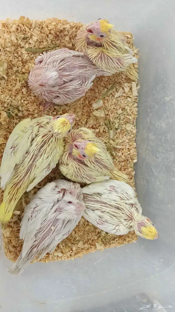 فروخ كروان غر البينو ولاتينو 3