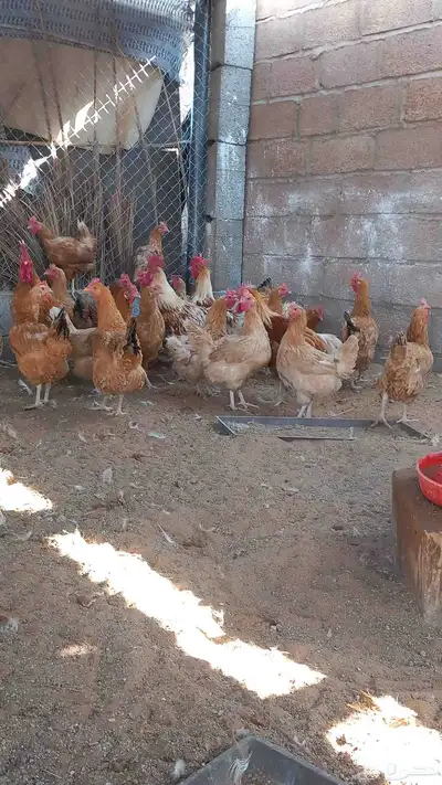 دجاج تركي جامبو اصل index