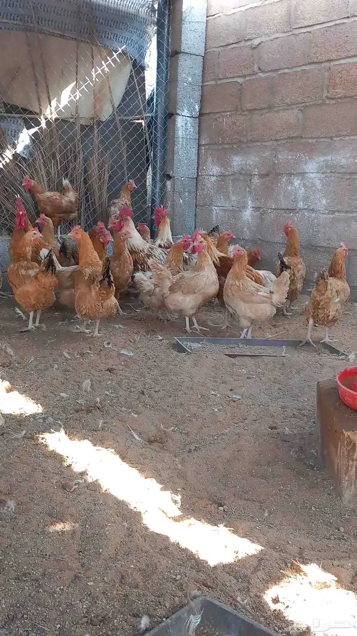 دجاج تركي جامبو اصل 5