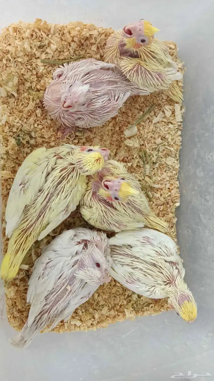 فروخ كروان غر البينو ولاتينو 0